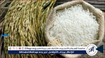 أسعار الأرز.. تحديث أسعار طن الأرز الأبيض والشعير للمستهلك في المنيا اليوم الاثنين